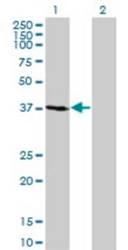 Monoclonal Anti-FBXO2 antibody produced in mouse clone 1G4, purified immunoglobulin, buffered aqueous solution