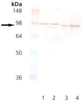 Anti-Calnexin, C-Terminal (575-593) Rabbit pAb liquid, Calbiochem&#174;