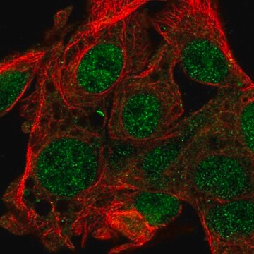 Anti-FAM222B antibody produced in rabbit Prestige Antibodies&#174; Powered by Atlas Antibodies, affinity isolated antibody