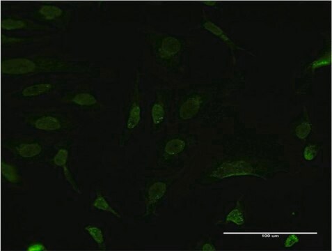 Monoclonal Anti-BCL9 antibody produced in mouse clone 1A2, purified immunoglobulin, buffered aqueous solution