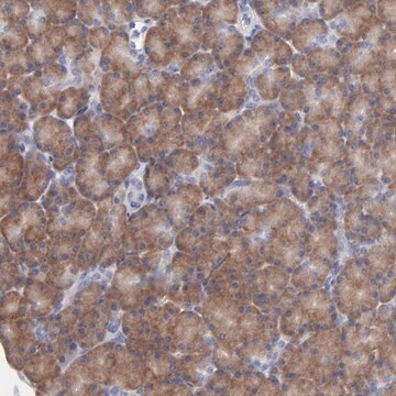 Anti-RPS24 antibody produced in rabbit Prestige Antibodies&#174; Powered by Atlas Antibodies, affinity isolated antibody, buffered aqueous glycerol solution