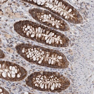 Anti-ZBTB3 antibody produced in rabbit Prestige Antibodies&#174; Powered by Atlas Antibodies, affinity isolated antibody, buffered aqueous glycerol solution