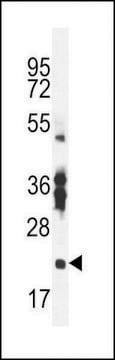 ANTI-RBPMS2 (CENTER) antibody produced in rabbit affinity isolated antibody, buffered aqueous solution