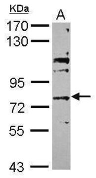 Anti-ABCG4 (N-terminal) antibody produced in rabbit affinity isolated antibody, buffered aqueous solution