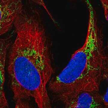 Anti-ATAD3A antibody produced in rabbit Prestige Antibodies&#174; Powered by Atlas Antibodies, affinity isolated antibody