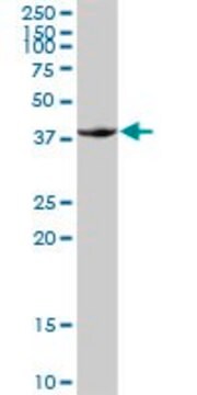 Anti-FOSB antibody produced in rabbit purified immunoglobulin, buffered aqueous solution