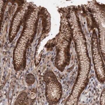 Anti-XKR6 antibody produced in rabbit Prestige Antibodies&#174; Powered by Atlas Antibodies, affinity isolated antibody, buffered aqueous glycerol solution