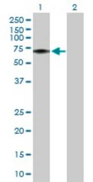 Anti-FLVCR1 antibody produced in rabbit purified immunoglobulin, buffered aqueous solution