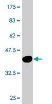 Monoclonal Anti-RBM6, (C-terminal) antibody produced in mouse clone 4B3, purified immunoglobulin, buffered aqueous solution