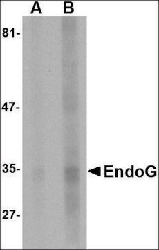 Monoclonal Anti-EndoG antibody produced in mouse clone 7F2D7, purified immunoglobulin, buffered aqueous solution