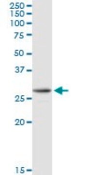 Anti-AK2 antibody produced in rabbit purified immunoglobulin, buffered aqueous solution