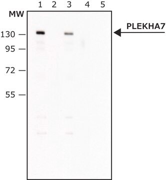 Anti-PLEKHA7 (N-terminal) antibody produced in rabbit ~1.0&#160;mg/mL, affinity isolated antibody