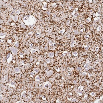 Anti-DRD5 antibody produced in rabbit Prestige Antibodies&#174; Powered by Atlas Antibodies, affinity isolated antibody, buffered aqueous glycerol solution