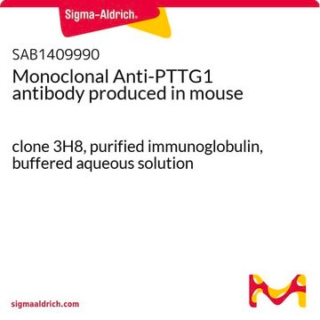 Monoclonal Anti-PTTG1 antibody produced in mouse clone 3H8, purified immunoglobulin, buffered aqueous solution