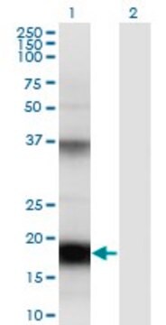 Monoclonal Anti-UBD antibody produced in mouse clone 7D8, purified immunoglobulin, buffered aqueous solution