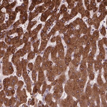 Anti-NDST1 antibody produced in rabbit Prestige Antibodies&#174; Powered by Atlas Antibodies, affinity isolated antibody, buffered aqueous glycerol solution