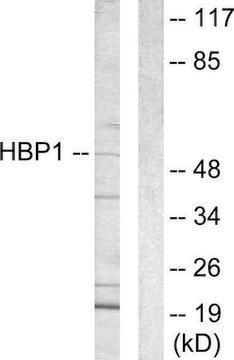 Anti-HBP1 antibody produced in rabbit affinity isolated antibody