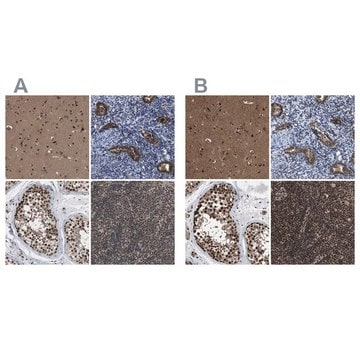 Anti-PRPF4 antibody produced in rabbit Prestige Antibodies&#174; Powered by Atlas Antibodies, affinity isolated antibody, buffered aqueous glycerol solution, Ab2