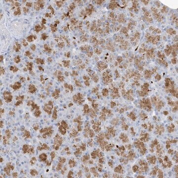 Anti-FAM98A antibody produced in rabbit Prestige Antibodies&#174; Powered by Atlas Antibodies, affinity isolated antibody, buffered aqueous glycerol solution