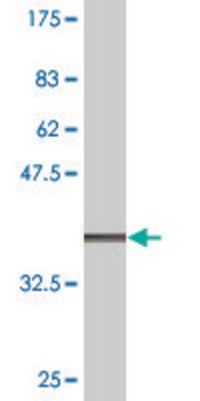 Monoclonal Anti-TMPRSS2, (C-terminal) antibody produced in mouse clone 2F4, purified immunoglobulin, buffered aqueous solution