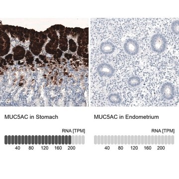 Monoclonal Anti-MUC5AC antibody produced in mouse Prestige Antibodies&#174; Powered by Atlas Antibodies, clone CL8961, purified immunoglobulin, buffered aqueous glycerol solution