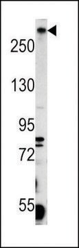 ANTI-PCM-1(C-TERMINAL) antibody produced in rabbit affinity isolated antibody, buffered aqueous solution