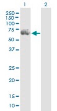 Anti-RGS14 antibody produced in mouse purified immunoglobulin, buffered aqueous solution