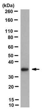 Anti-FMR1polyG Antibody, clone 2J7 clone 2J7, from mouse