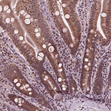 Anti-NDUFA10 antibody produced in rabbit Prestige Antibodies&#174; Powered by Atlas Antibodies, affinity isolated antibody