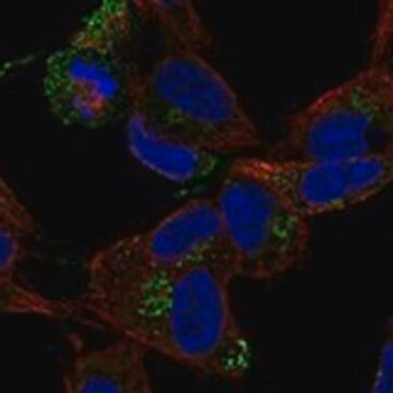 Anti-CCDC136 antibody produced in rabbit Prestige Antibodies&#174; Powered by Atlas Antibodies, affinity isolated antibody, buffered aqueous glycerol solution