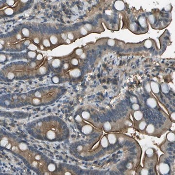 Anti-LRRC66 antibody produced in rabbit Prestige Antibodies&#174; Powered by Atlas Antibodies, affinity isolated antibody, buffered aqueous glycerol solution