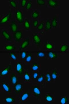 Anti- HP1 alpha/CBX5 antibody produced in rabbit