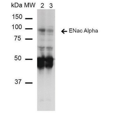 Monoclonal Anti-ENaC alpha-Atto 700 antibody produced in mouse clone 14E10