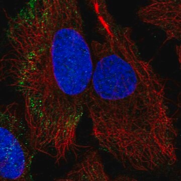 Anti-PARVB antibody produced in rabbit Prestige Antibodies&#174; Powered by Atlas Antibodies, affinity isolated antibody