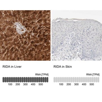 Anti-RIDA antibody produced in rabbit Prestige Antibodies&#174; Powered by Atlas Antibodies, affinity isolated antibody, buffered aqueous glycerol solution, Ab1