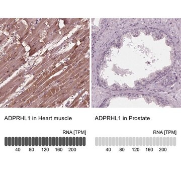 Anti-ADPRHL1 antibody produced in rabbit Prestige Antibodies&#174; Powered by Atlas Antibodies, affinity isolated antibody, buffered aqueous glycerol solution