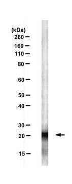 Anti-Cdc42 Antibody, clone 28-10 clone 28-10, from mouse