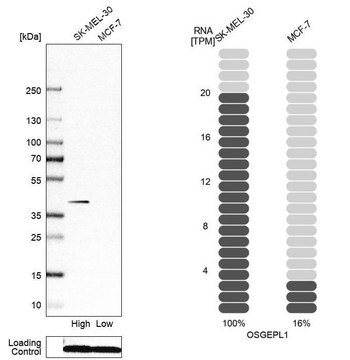 Anti-OSGEPL1 antibody produced in rabbit Prestige Antibodies&#174; Powered by Atlas Antibodies, affinity isolated antibody, buffered aqueous glycerol solution