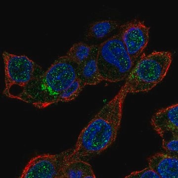 Anti-MALRD1 antibody produced in rabbit Prestige Antibodies&#174; Powered by Atlas Antibodies, affinity isolated antibody