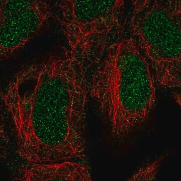 Anty-ING3 Prestige Antibodies&#174; Powered by Atlas Antibodies, affinity isolated antibody