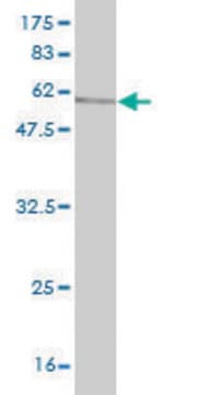 Monoclonal Anti-SGOL1 antibody produced in mouse clone 4G6, purified immunoglobulin, buffered aqueous solution