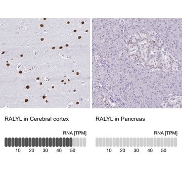 Anti-RALYL antibody produced in rabbit Prestige Antibodies&#174; Powered by Atlas Antibodies, affinity isolated antibody, buffered aqueous glycerol solution