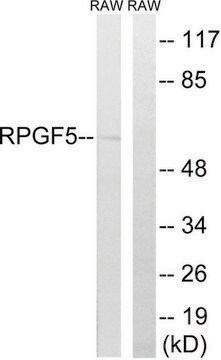 Anti-RAPGEF5 antibody produced in rabbit affinity isolated antibody