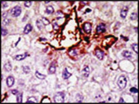 Anti-USP11 (N-term N20) antibody produced in rabbit IgG fraction of antiserum, buffered aqueous solution