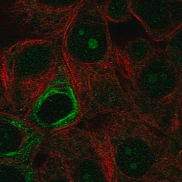 Anti-NOL9 antibody produced in rabbit Prestige Antibodies&#174; Powered by Atlas Antibodies, affinity isolated antibody