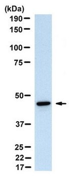 Anti-Serpin B13 Antibody, clone B29 clone B29, from mouse