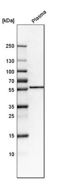 Anti-FKRP antibody produced in rabbit Prestige Antibodies&#174; Powered by Atlas Antibodies, affinity isolated antibody, buffered aqueous glycerol solution