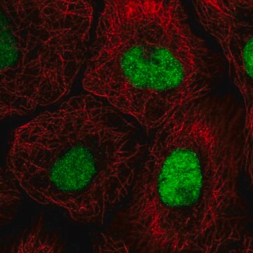 Anti-GTF3C4 antibody produced in rabbit Prestige Antibodies&#174; Powered by Atlas Antibodies, affinity isolated antibody