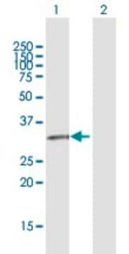 Anti-GPR146 antibody produced in rabbit purified immunoglobulin, buffered aqueous solution