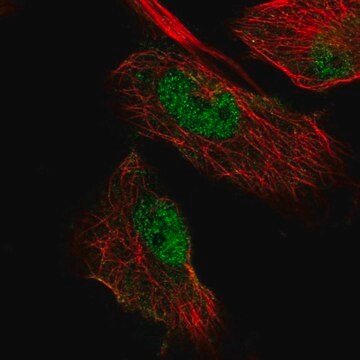 Anti-MIER3 antibody produced in rabbit Prestige Antibodies&#174; Powered by Atlas Antibodies, affinity isolated antibody